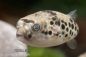 Preview: Leopardkugelfisch - Tetraodon schoutedeni WF ca. 6 cm